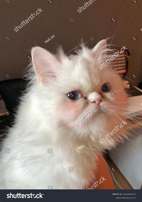 White Persian Cats Bright Blue Eyes Stock Photo 2162942113 | Shutterstock