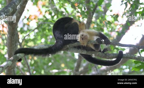 White Faced Capuchin Monkey Cebus Capucinus Stock Videos Footage HD