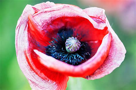 40+ Wilted Plant Poppy Single Flower Flower Stock Photos, Pictures ...