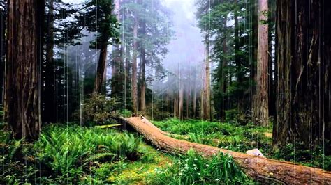 Animación de lluvia relajante en el bosque YouTube