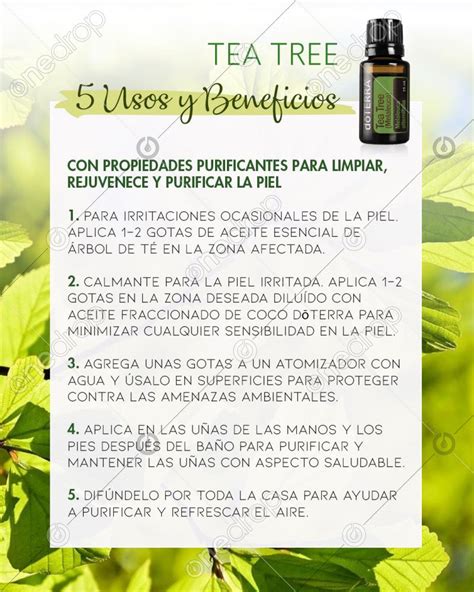 5 USOS Y BENEFICIOS DEL ACEITE ESENCIAL PINK dōTERRA Tea Tree by