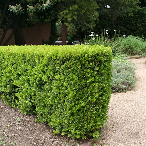 Japanese Boxwood | Plants Express