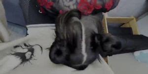 Bob Big Tula I Fuck A Fan And She Wants To Cum On My Chair Daily Tnaflix