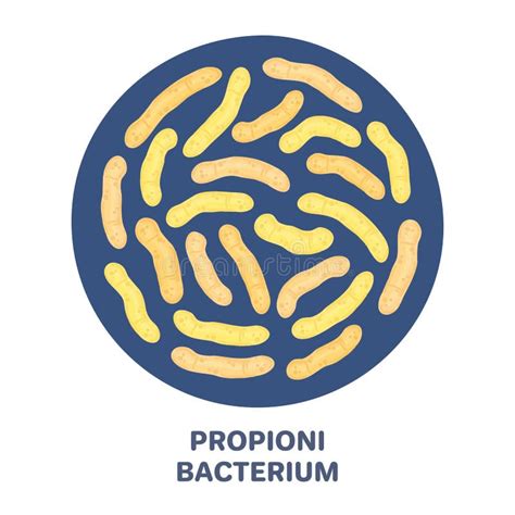 Vector Probiotics In Circular Shape Bifidobacterium Microbiome Stock