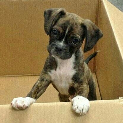 Mini Boxer Puppies For Sale