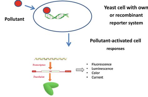 1 Scheme of pollutant-activated yeast cell responses mediated via ... 