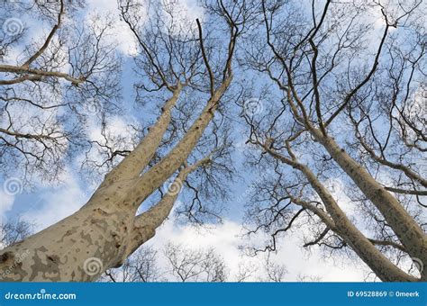 Tree no leaves stock image. Image of roots, bush, winter - 69528869