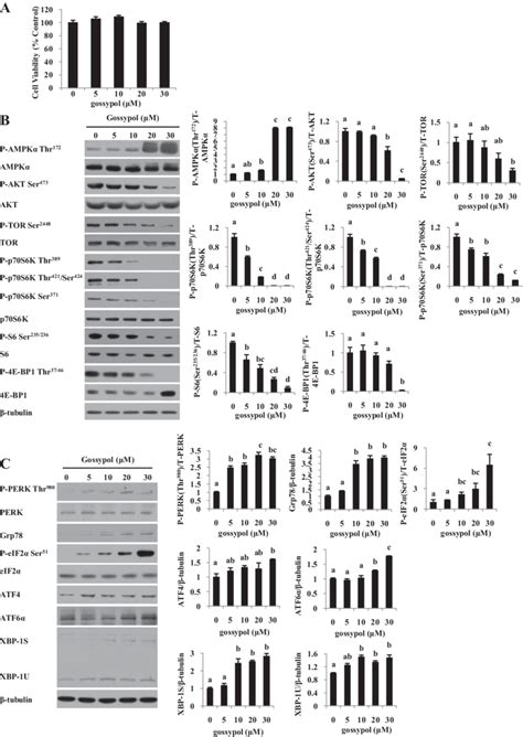 Gossypol levels below cytotoxicity doses (A) inhibited TOR signaling ... 
