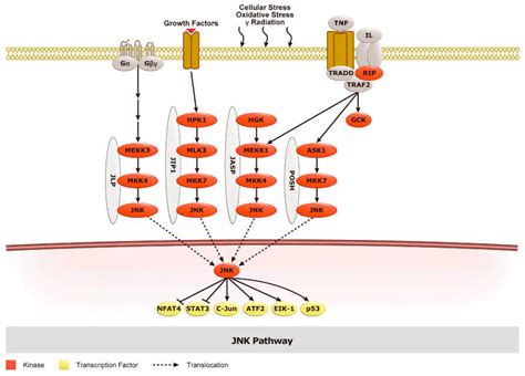 Mapk Pathway Antibodies From Genetex Available