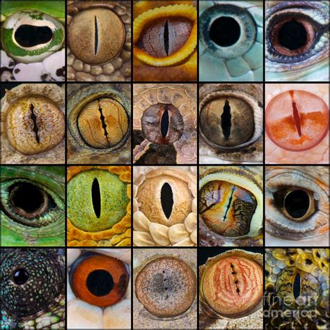 Reptile Eyes Photograph by Reptiles4all