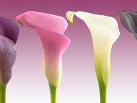 Idee N Over Clients Calla Lilies Zantedeschia Bloeiende Planten