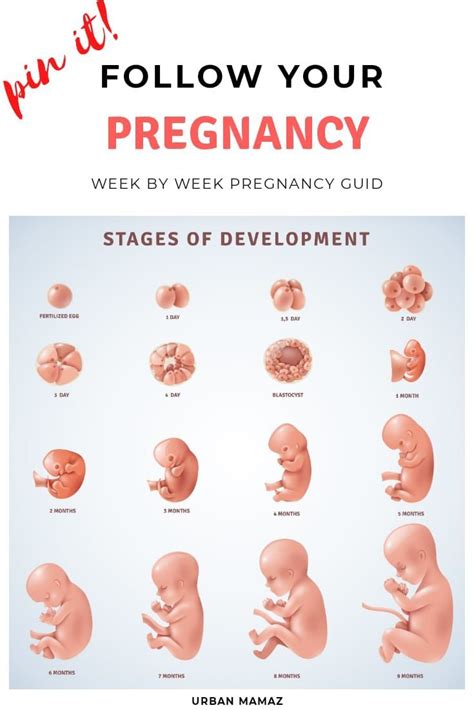 pregnancy week  week guide pregnancy stages pregnancy stages