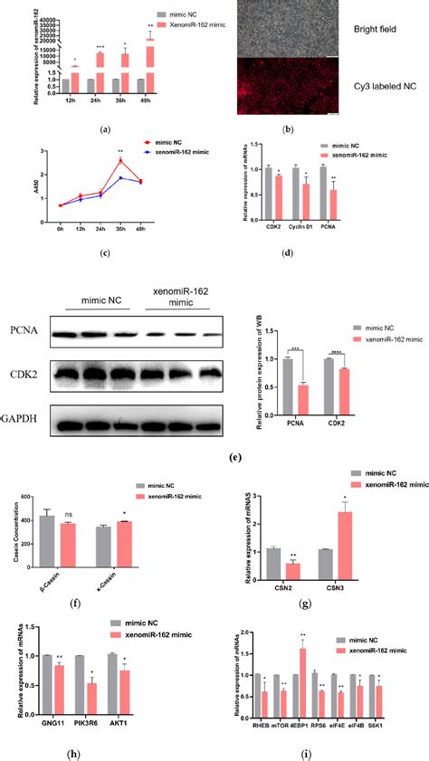 Figure From Alfalfa Xenomir Targets G Protein Subunit Gamma To