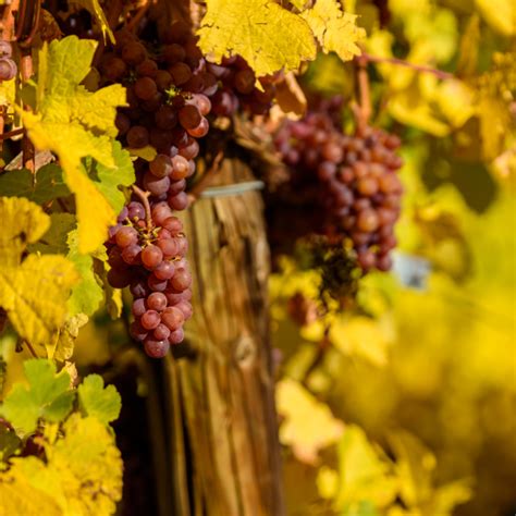 Couleur Du Vin Un Arc En Ciel De Saveurs Winetourism