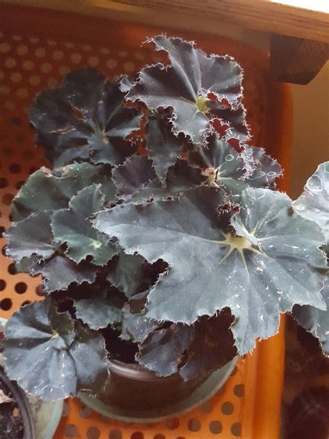 Here’s all of my rex begonias ft. the new... - 🏴🚜🏴🚜🏴
