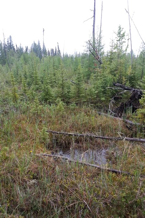 Breeding Birds in the Boreal forest - Bird Canada