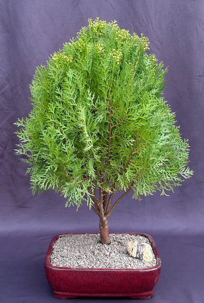 Gold Lawson Cypress Bonsai Tree(Chamaecyparis lawsoniana 'Kelleriis Gold')