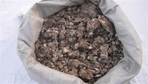 Огурец «Берендей F1»: описание характеристик сорта, посадка, уход ...