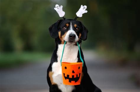 Best Cute Dog Halloween Costumes | PetGuide