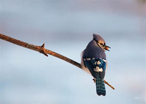 Blue Jay with nuts Photograph by Everet Regal - Fine Art America