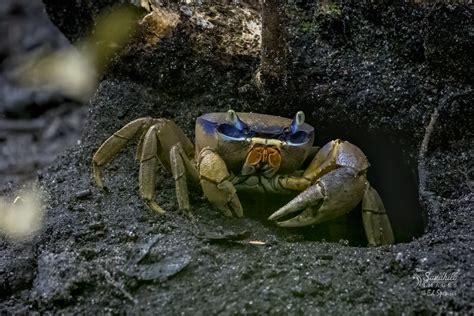 More Florida Blue Land Crab Sightings In The Neighborhood Flickr