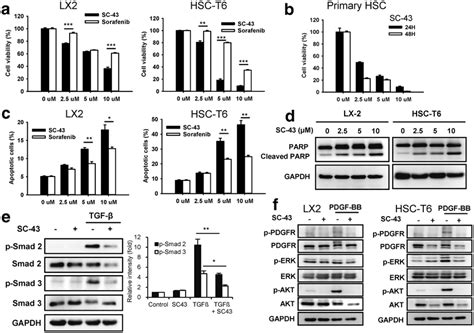 SC 43 Treatment Induces Apoptosis Of Hepatic Stellate Cells A