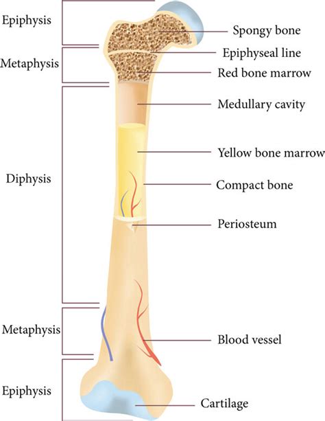 Bone structure and bone repair processes. (a) The basic anatomic ...