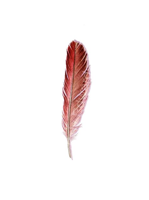 Red Feather Red Cardinal Feather 433 ORIGINAL by jodyvanB