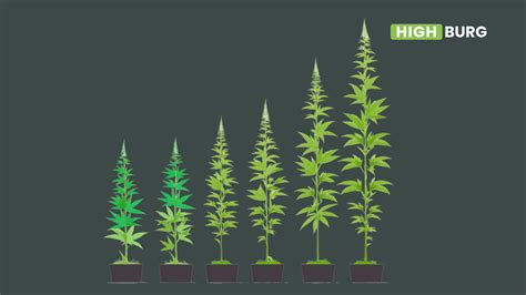 Weed Plant Stages - Highburg