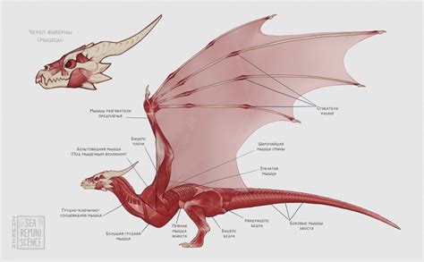 Pin by jack boyo on Art Tutorials | Dragon anatomy, Dragon sketch