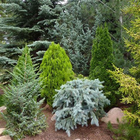 Evergreen Conifers Are A Staple Of Any Garden Coming In All Shapes And Sizes These Plants Keep