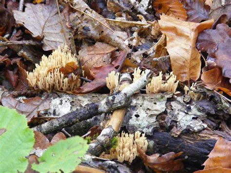 Loire Valley Nature Upright Coral Fungus Ramaria Stricta