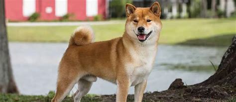 What Are The Differences Between An Akita Inu And A Shiba Inu Get To