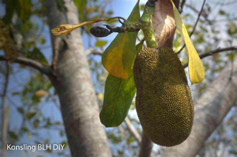 Inilah 5 Flora Jadi Maskot Di Daerah Istimewa Yogyakarta