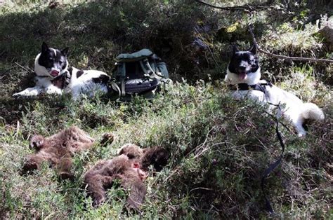 Chi L Orso Bruno Che Ha Ucciso Due Cuccioli E La Loro Madre In