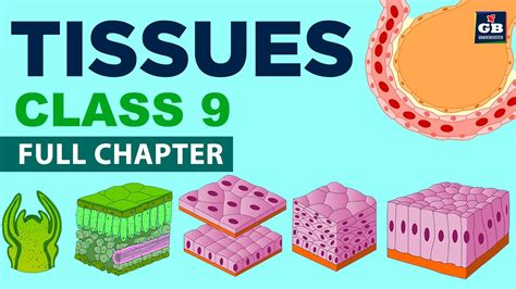 Tissues Class 9 Full Chapter Animation Cbse 9 Biology Chapter 6 Ncert Gradebooster