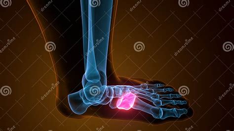 3d Illustration of Cuneiform Bones Anatomy with Circulatory System Stock Illustration ...