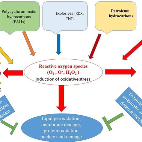 Pdf Antioxidant Defense Systems In Bioremediation Of Organic Pollutants