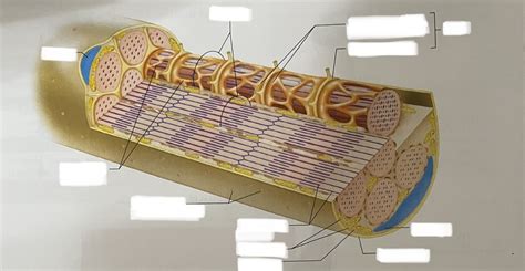 Structure of skeletal muscle fiber Diagram | Quizlet