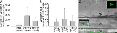 Quiescent Infection And Reactivation Of VZV In HESC Derived Neurons