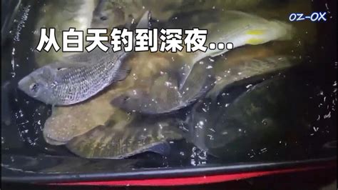 钓鱼海钓磯釣用海草钓鱼 今天浪有点大，目标是钓bream，以为到傍晚会来一波，结果等到入夜才陆陆续续上鱼，从白天钓到深夜，鱼获不多