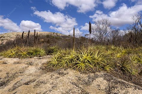 Bioma caatinga brasileiro Vegetação típica Macambira Broméliaceae e