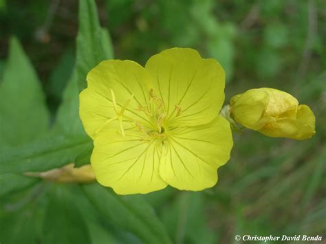 Oenothera pilosella | Illinois Botanizer