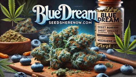 Blue Dream Strain Review Effects Growing Tips Experience