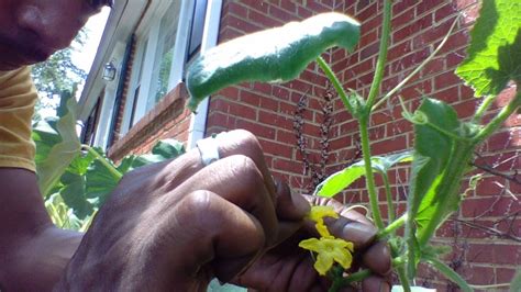 Cucumbers How To Get All Of Your Cucumbers To Grow Hand Pollinate Gardening For Beginners