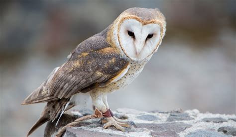 Barred Owls Vs Barn Owls 5 Differences Farmhouse Guide