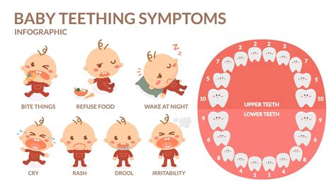 The 5 Stages of Teething - Children's Happy Teeth