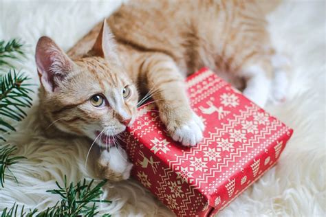 The Best Christmas Presents For Cats With Images Christmas Presents