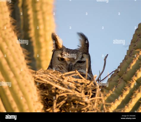 Great Horned Owl Nesting Stock Photo - Alamy