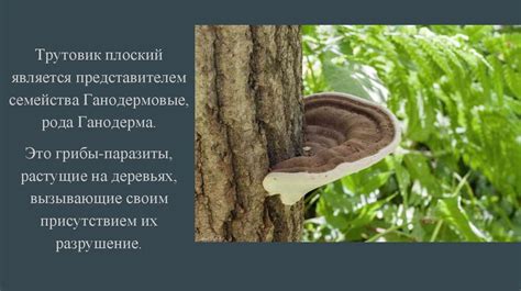 Трутовик плоский - презентация онлайн